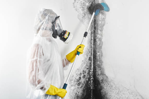 Mold Remediation for Rental Properties in East Cleveland, TN